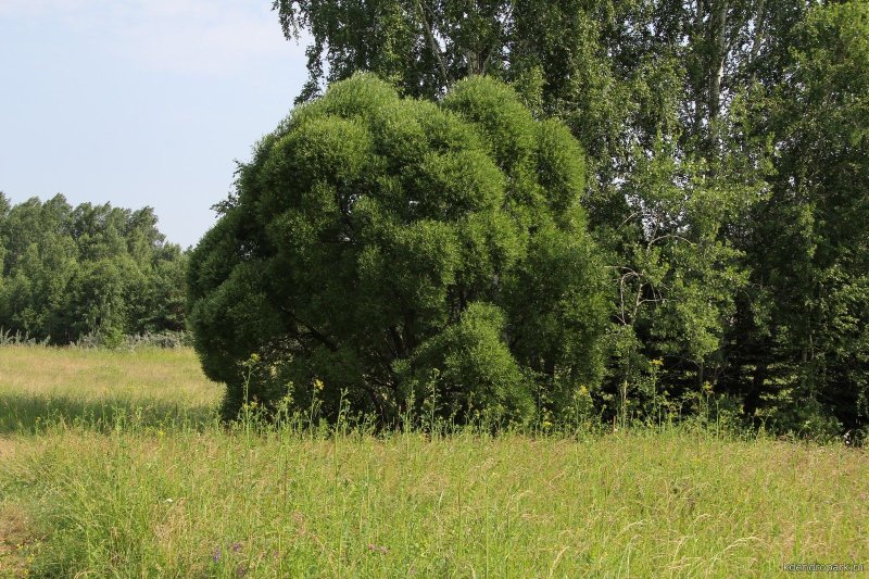 Ива ломкая (Salix fragilis), Ракита