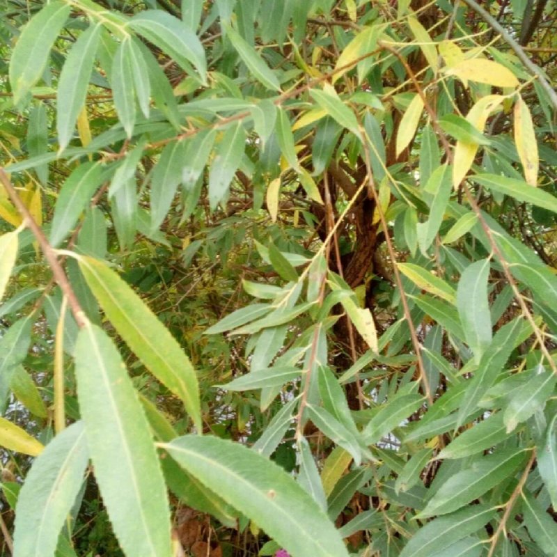 Ива ломкая Salix fragilis