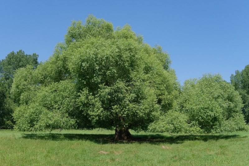 Ива ломкая Булата шаровидная (Salix fragilis bullata)