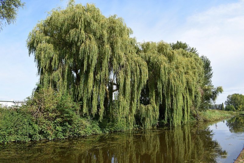 Ива ломкая Salix fragilis
