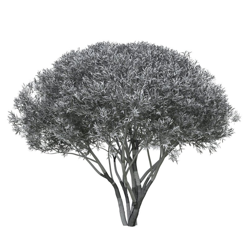Ива ломкая Salix fragilis