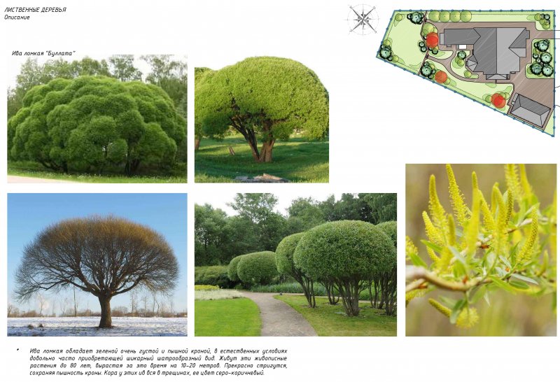 Ива ломкая Salix fragilis