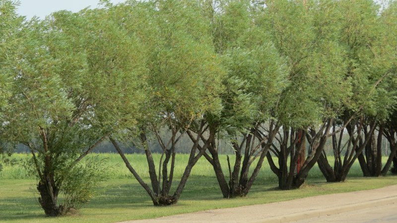 Ива ломкая (Salix fragilis), Ракита