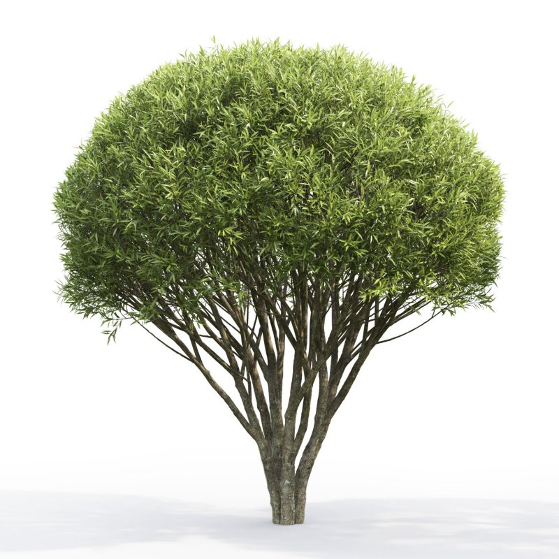 Ива ломкая Salix fragilis