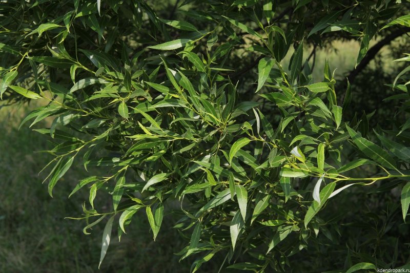 Ива шаровидная (Salix fragilis)