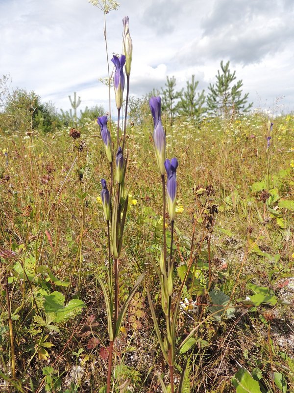 Горечавка бородатая (Gentiana barbata)