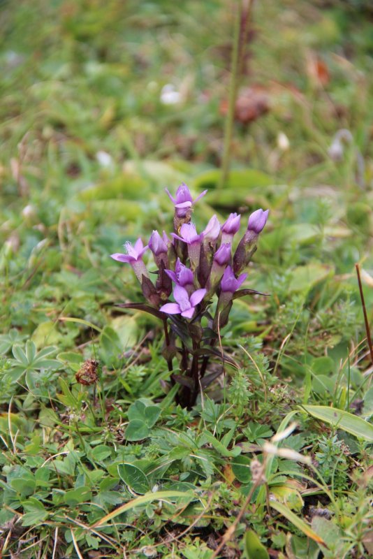 Gentianella Campestris