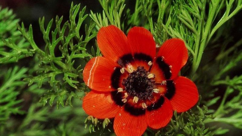 Adonis aestivalis l. адонис летний, горицвет летний