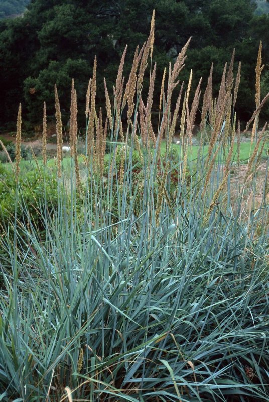 Колосняк песчаный (Elymus arenarius)