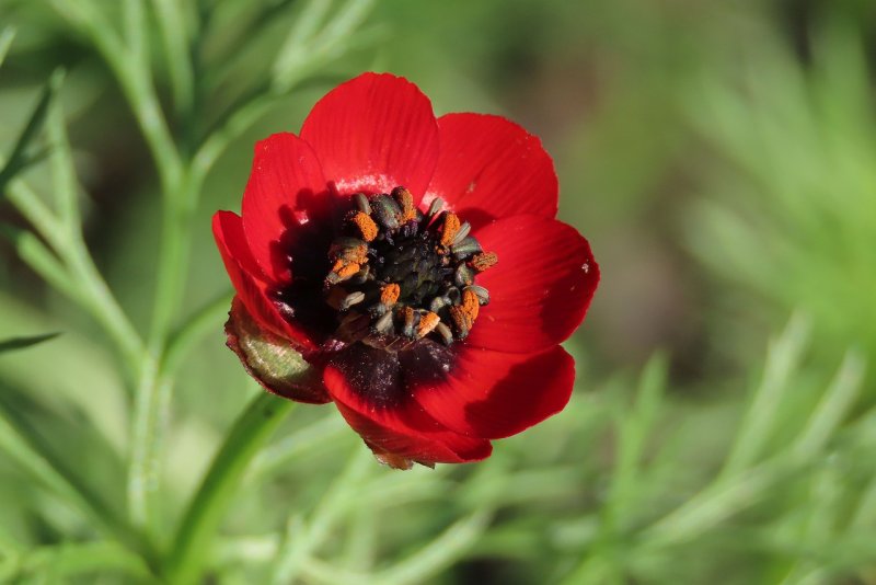 Горицвет весенний (Adonis vernalis l.)