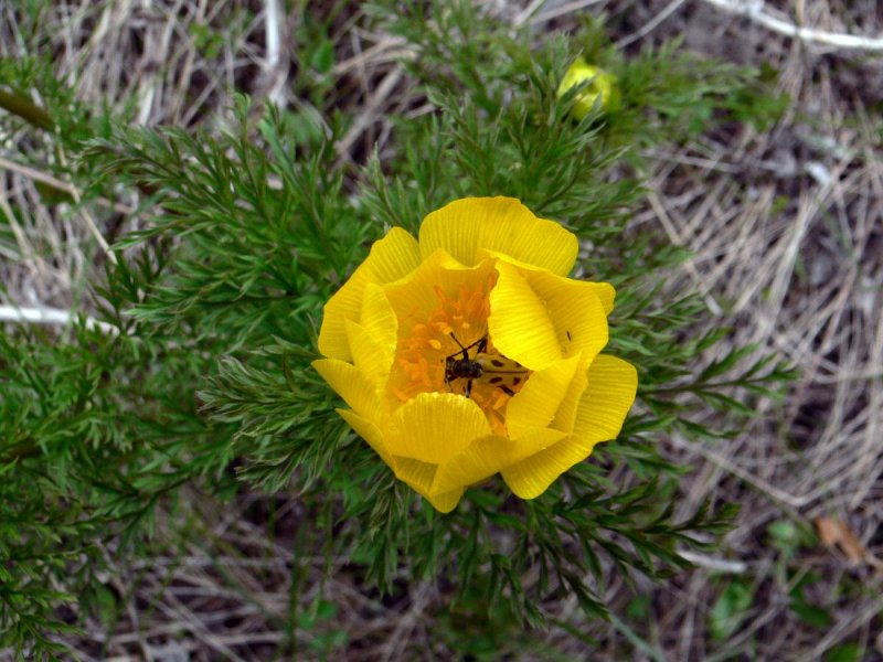 Горицвет весенний (Adonis vernalis)