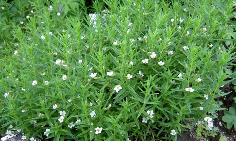 Аврана лекарственного - Gratiola officinalis