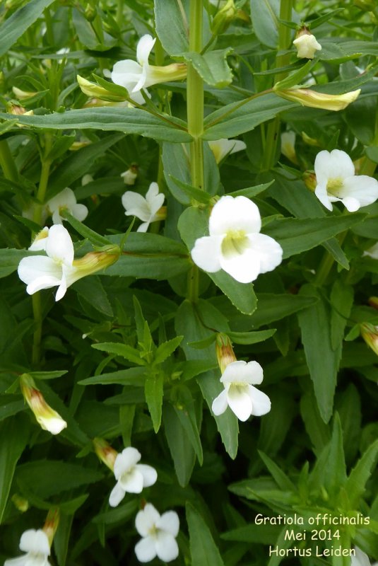 Gratiola officinalis