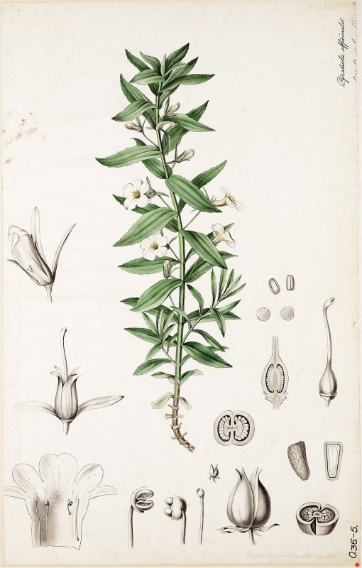 Воробейник Lithospermum