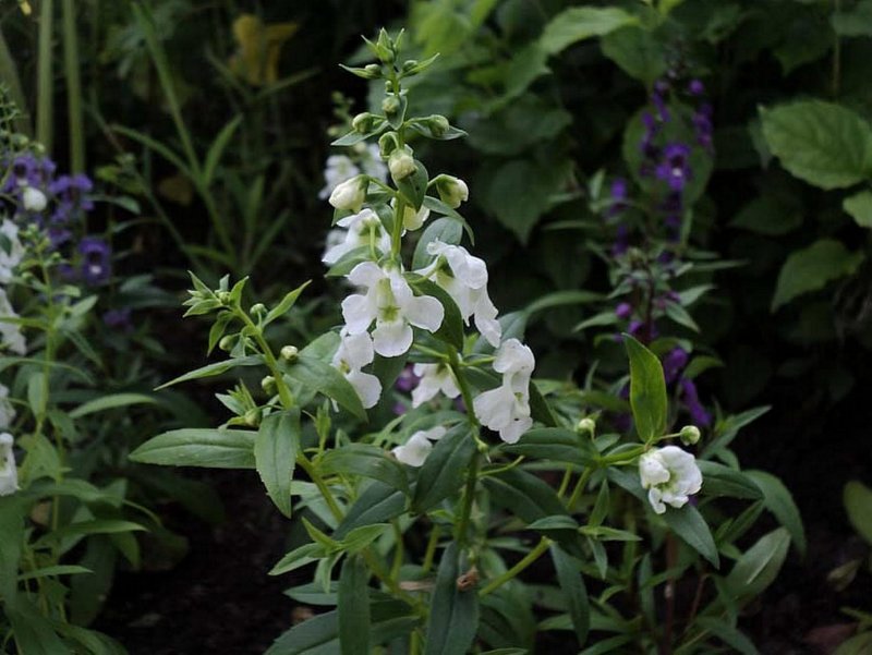Авран лекарственный (ядовит!) Gratiola officinalis