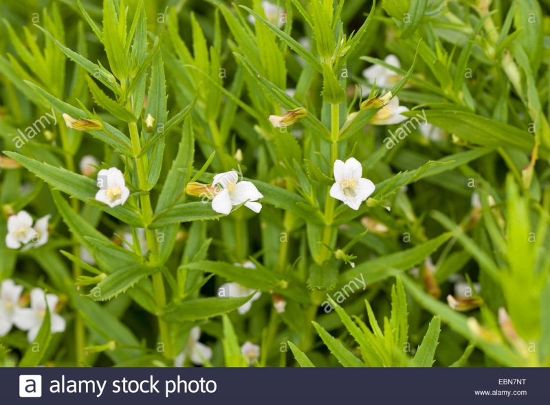 Arvensis herba