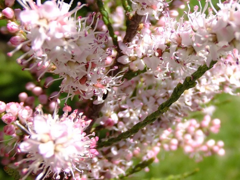 Tamarix tetrandra тамарикс четырёхтычинковый
