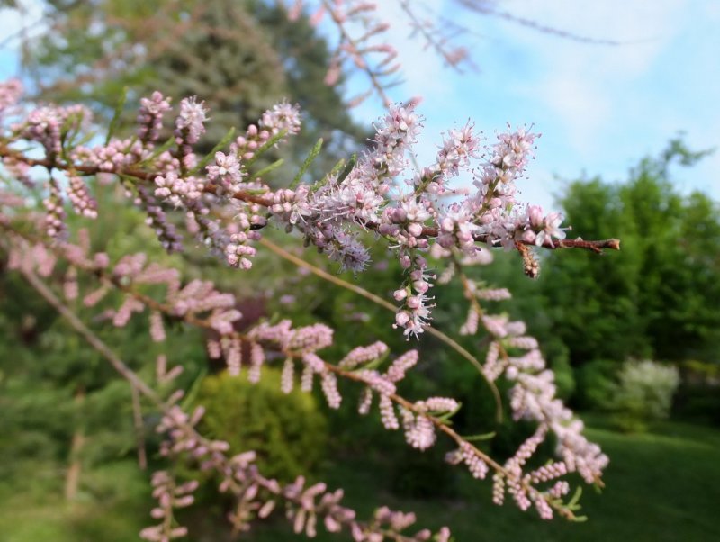 Tamarix tetrandra тамарикс четырёхтычинковый