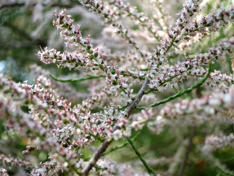 Tamarix tetrandra тамарикс четырёхтычинковый