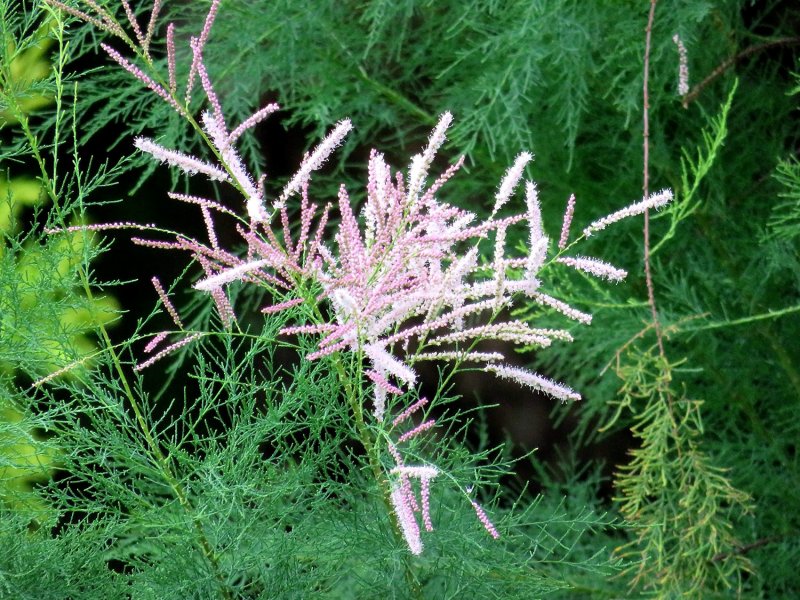 Tamarix tetrandra тамарикс четырёхтычинковый