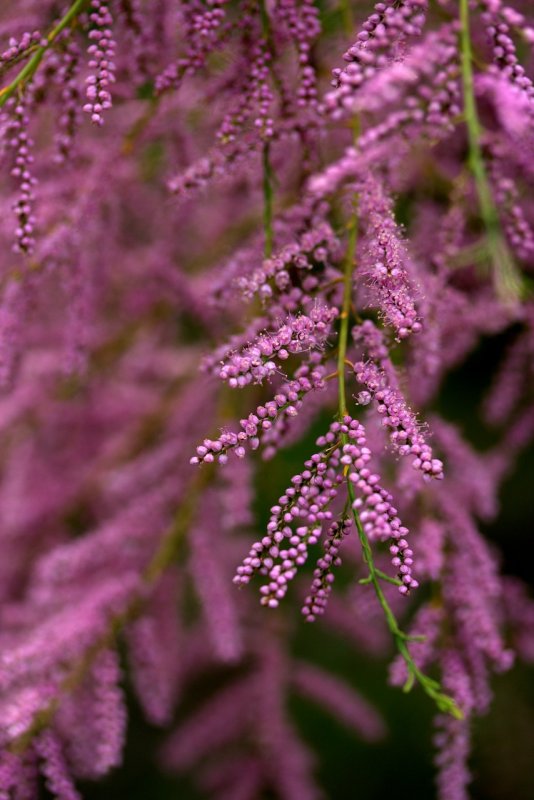 Тамарикс Pink Cascade