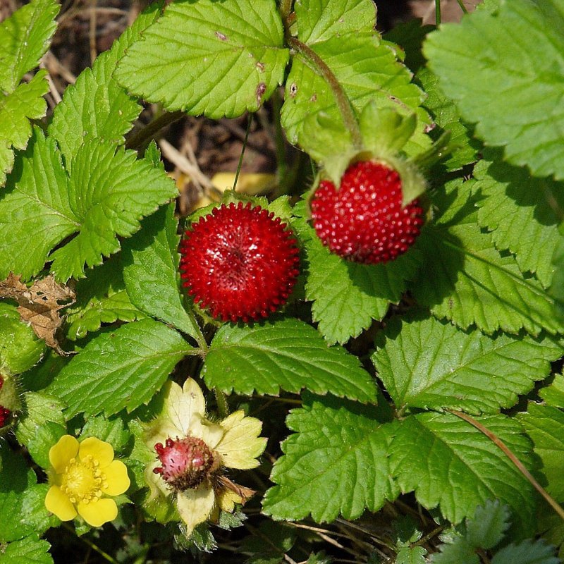 Дюшенея индийская (Duchesnea Indica)