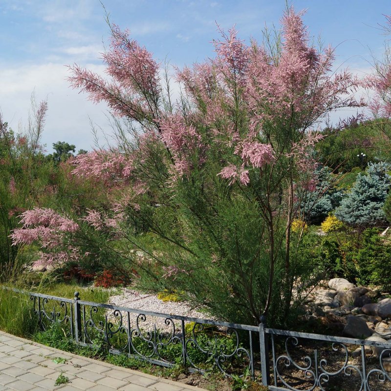 Тамарикс ramosissima rubra