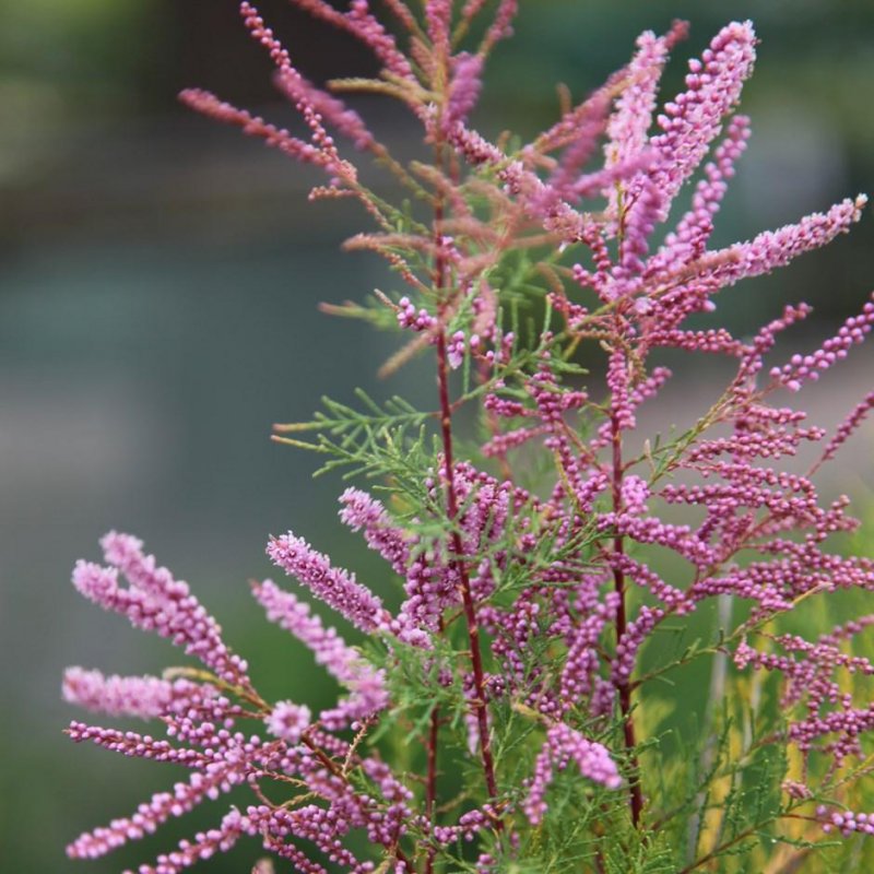 Тамарикс изящный (бисерник) (Tamarix gracilis)