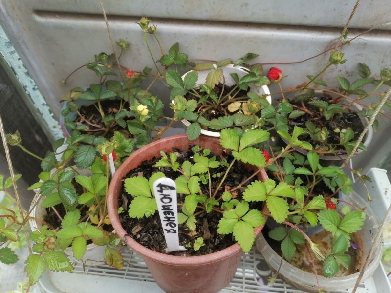 Декоративная земляника (Fragaria)