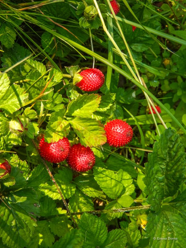 Дюшенея индийская (Duchesnea Indica)