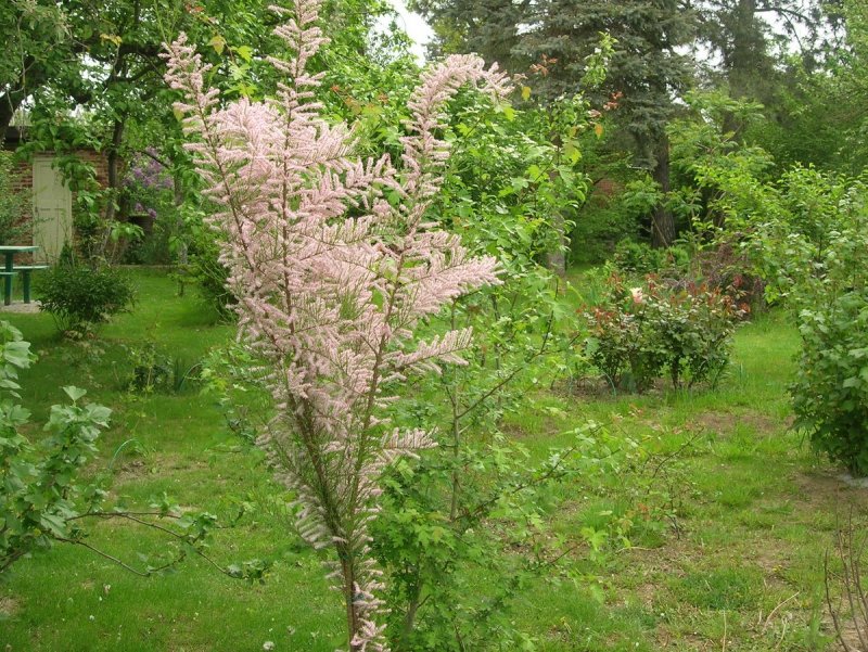 Tamarix tetrandra тамарикс четырёхтычинковый