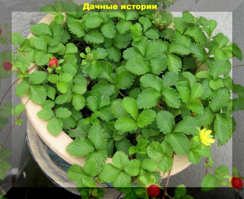 Дюшинея индийская «Тутти-фрутти»
