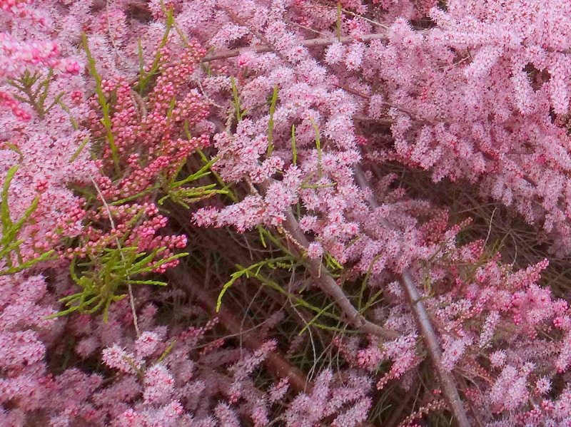 Tamarix tetrandra тамарикс четырёхтычинковый