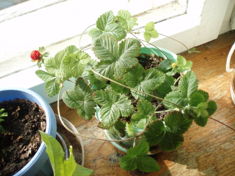 Duchesnea Indica плод