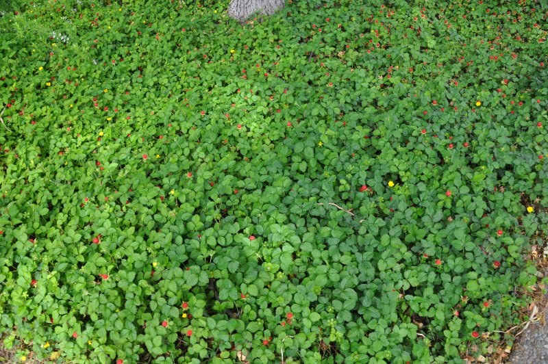 Дюшенея индийская (Duchesnea Indica)