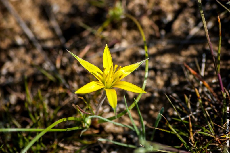 Гусиный лук (Gagea lutea)