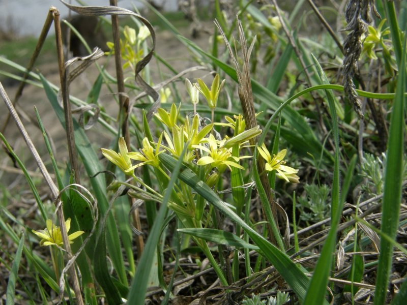 Гусиный лук жёлтый (Gagea lutea)