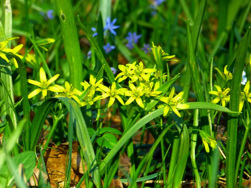 Гусиный лук жёлтый (Gagea lutea)