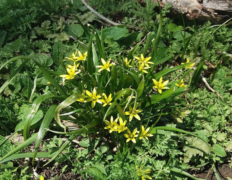 Гусиный лук жёлтый (Gagea lutea)