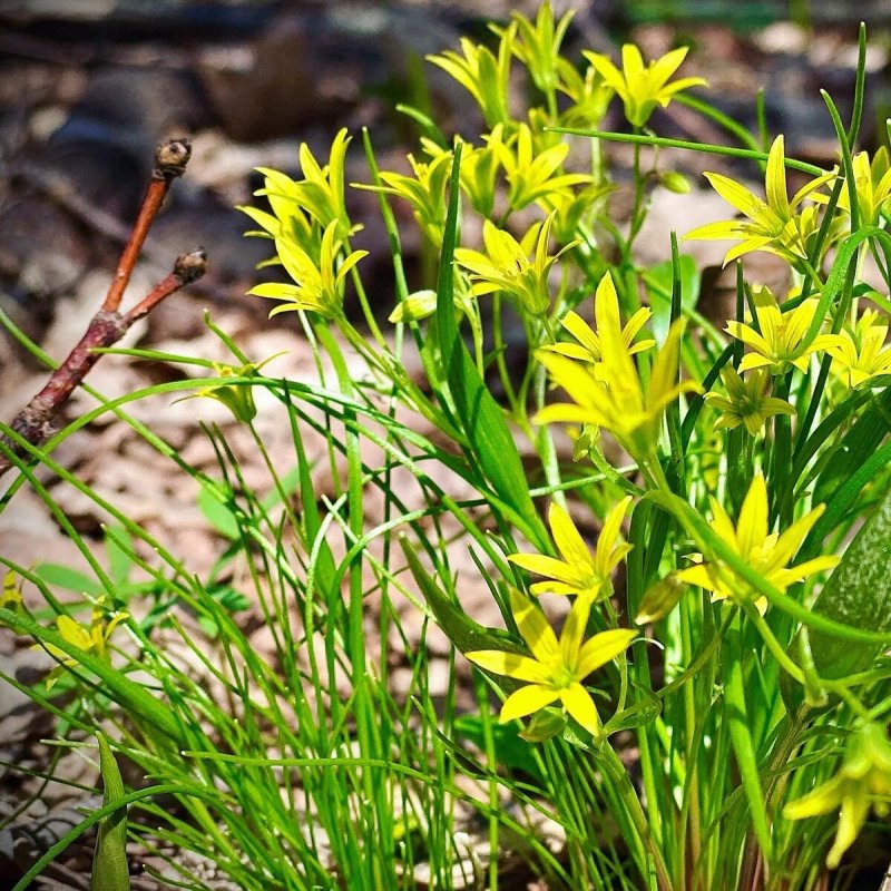 Гусиный лук жёлтый (Gagea lutea)