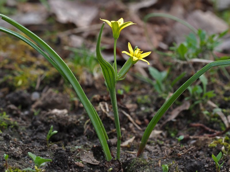 Гусиный лук (Gagea lutea)