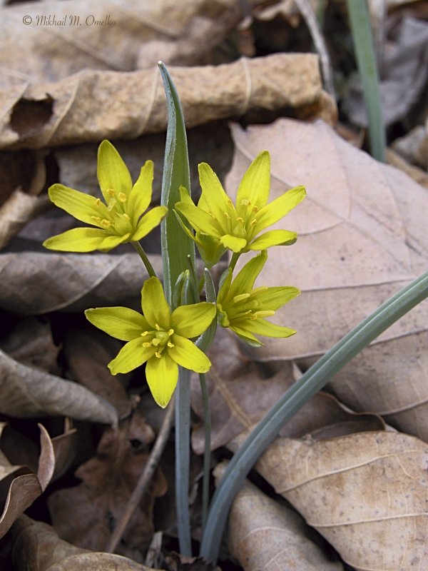 Гусиный лук (Gagea lutea)