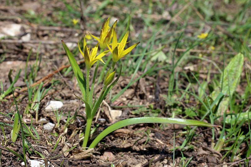 Gagea samojedorum