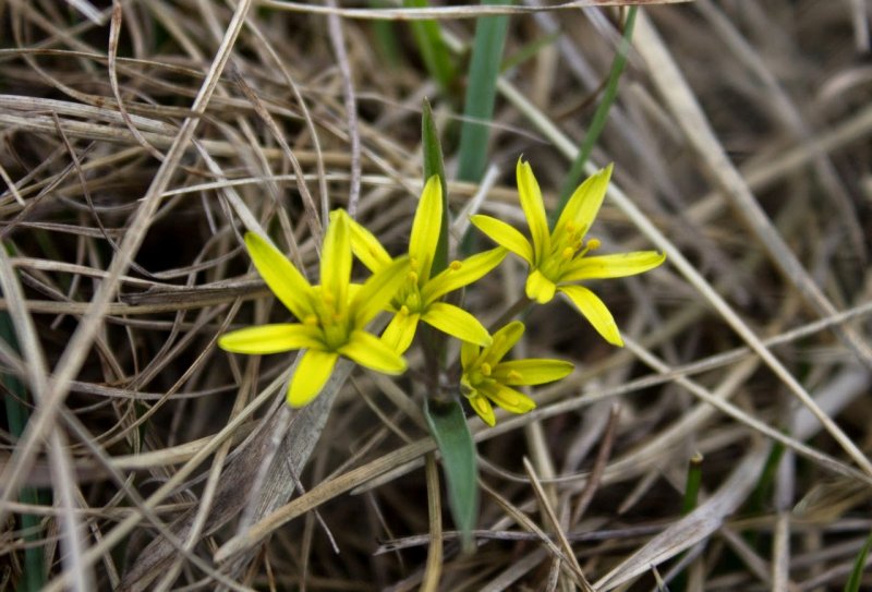 Гусиный лук жёлтый (Gagea lutea)