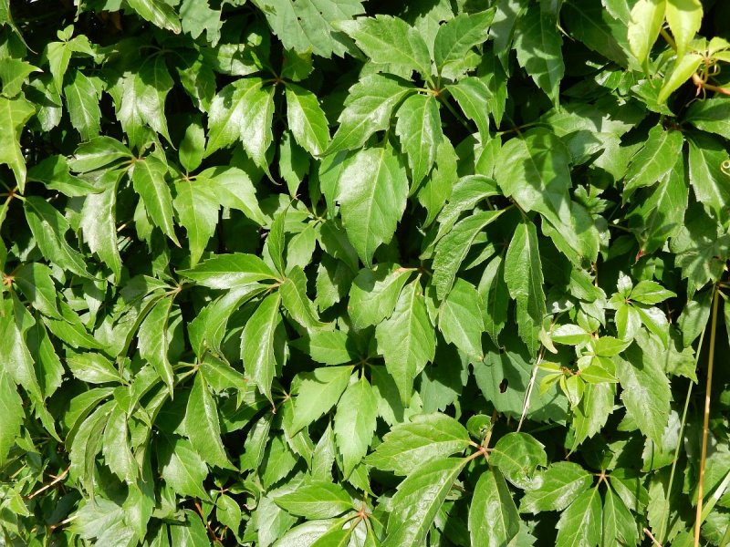 Девичий виноград пятилисточковый (виргинский) (Parthenocissus quinquefolia)