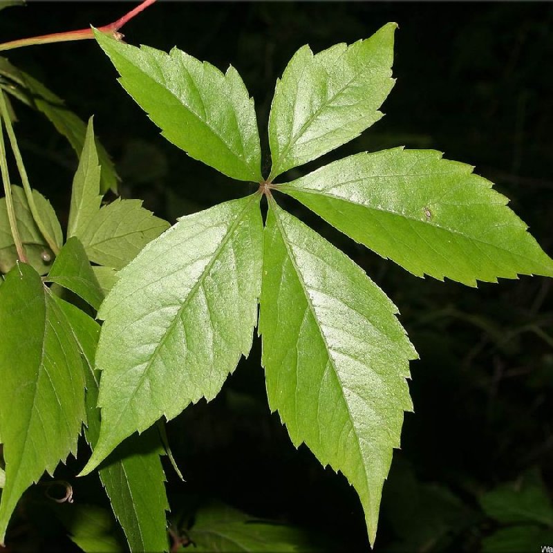 Виноград девичий пятилисточковый Parthenocissus quinquefolia