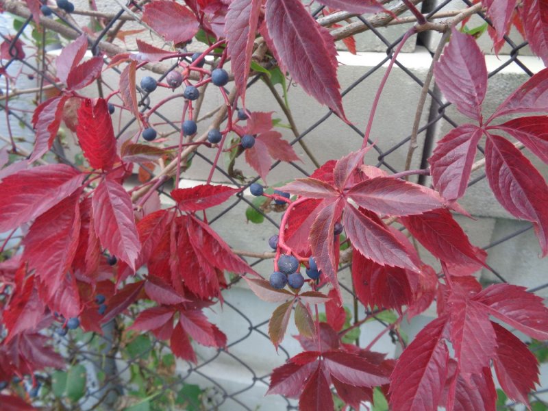 Виноград девичий (Parthenocissus inserta)