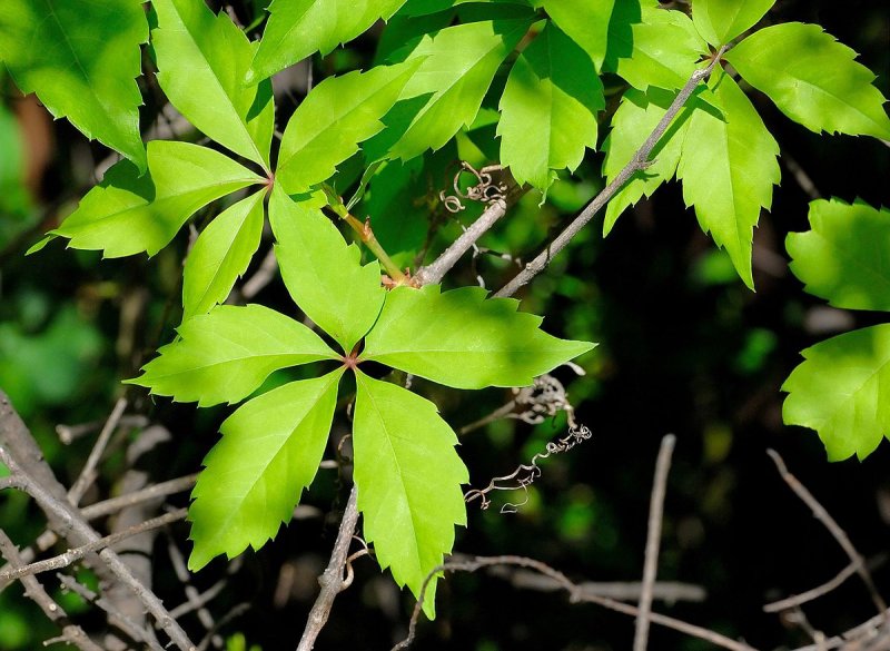 Виноград девичий (Parthenocissus inserta)