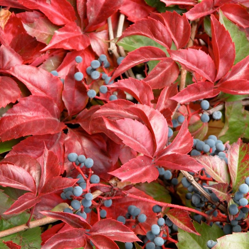 Девичий виноград Parthenocissus quinquefolia