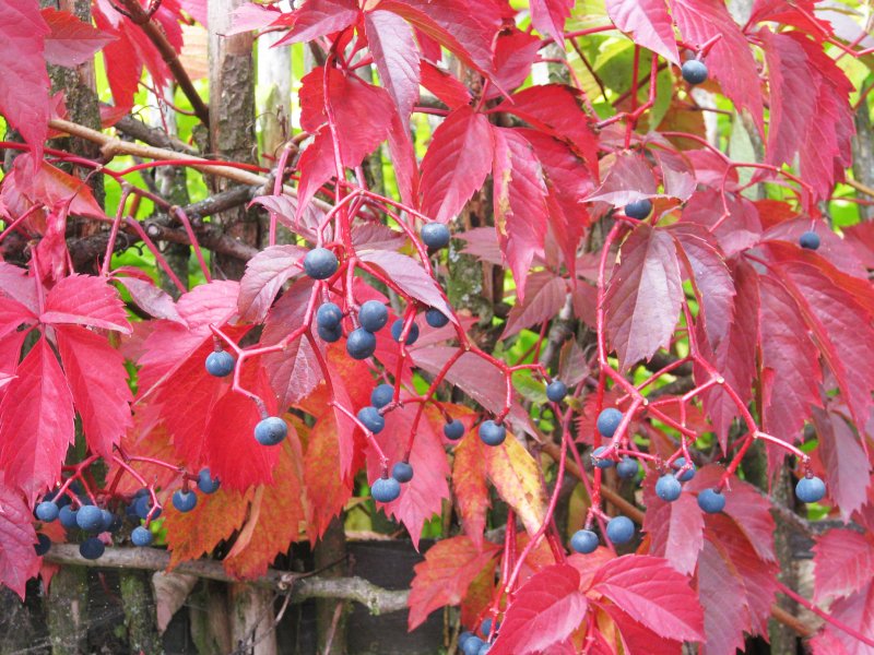 Девичий виноград Parthenocissus quinquefolia